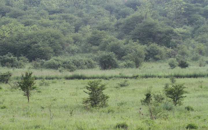 Golden-winged Warbler habitat in western Allegany Co., Maryland (5/30/2010). Photo by Bill Hubick.