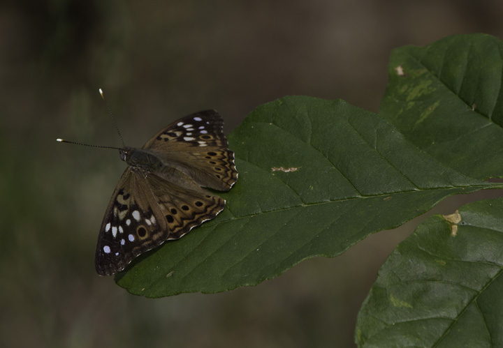 A Hackberry Emperor in Allegany Co., Maryland (6/4/2011). Photo by Bill Hubick.