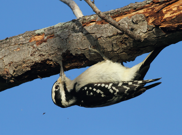 A female Hairy Woodpecker forages at Fort Smallwood, Maryland (10/15/2010). Photo by Bill Hubick.