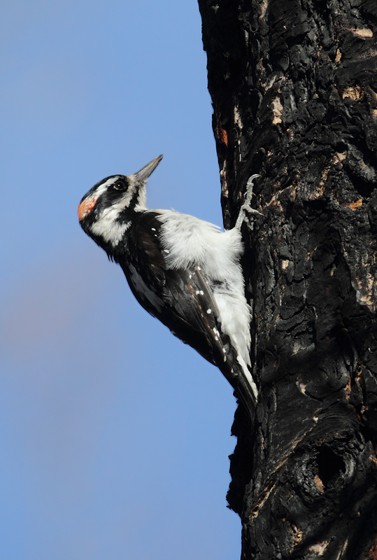 A male Hairy Woodpecker foraging in burn habitat, Cooper Spur, Oregon (9/2/2010). Photo by Bill Hubick.