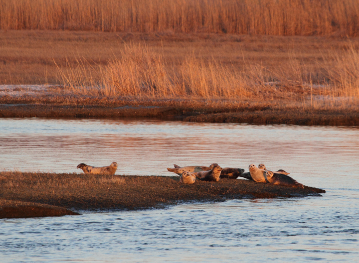 A large group of <em>ten</em> Harbor Seals hauled out north of Skimmer Island, Maryland (3/20/2010). This is an unusually high number for the area, at least in my experience. The last few years have also seen the occasional visiting Harp Seal. Photo by Bill Hubick.