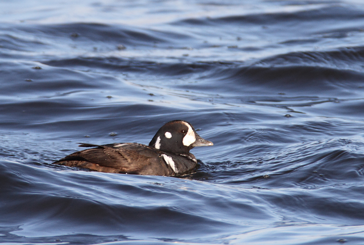 An immature male Harlequin Duck at Fort Armistead Park, visiting both Baltimore and Anne Arundel Counties, Maryland (1/9/2011). A great find by Keith Costley. Photo by Bill Hubick.