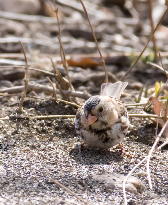 A first-winter male Harris's Sparrow in Howard Co., Maryland (3/21/2009). This is the first sighting
                of the species in Maryland since March 2003. Thanks to Ken Clark for finding and sharing this great bird! Accepted by MD/DCRC as MD/2008-051. Photo by Bill Hubick.