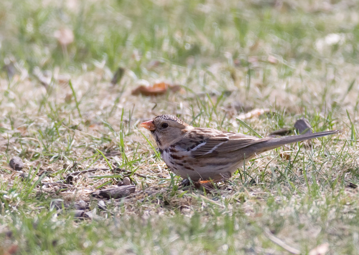 A first-winter male Harris's Sparrow in Howard Co., Maryland (3/21/2009). This is the first sighting
        of the species in Maryland since March 2003. Thanks to Ken Clark for finding and sharing this great bird! Accepted by MD/DCRC as MD/2008-051. Photo by Bill Hubick.