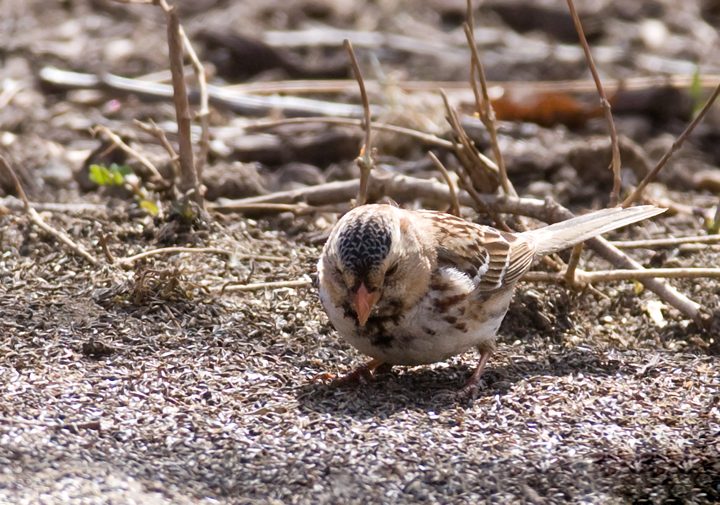 A first-winter male Harris's Sparrow in Howard Co., Maryland (3/21/2009). This is the first sighting
                of the species in Maryland since March 2003. Thanks to Ken Clark for finding and sharing this great bird! Accepted by MD/DCRC as MD/2008-051. Photo by Bill Hubick.