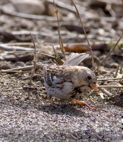 A first-winter male Harris's Sparrow in Howard Co., Maryland (3/21/2009). This is the first sighting
        of the species in Maryland since March 2003. Thanks to Ken Clark for finding and sharing this great bird! Accepted by MD/DCRC as MD/2008-051. Photo by Bill Hubick.