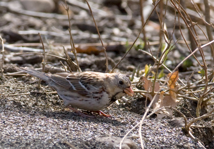 A first-winter male Harris's Sparrow in Howard Co., Maryland (3/21/2009). This is the first sighting
        of the species in Maryland since March 2003. Thanks to Ken Clark for finding and sharing this great bird! Accepted by MD/DCRC as MD/2008-051. Photo by Bill Hubick.