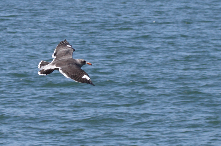 A Heerman's Gull with aberrant white patches. I couldn't help but wonder if this would benefit the individual by adding a jaeger-like flash of white to its wings. I watched one individual chasing a jaeger that was chasing an Elegant Tern. Could the extra flash of white increase its chances of kleptoparasitism success?  Photo by Bill Hubick.