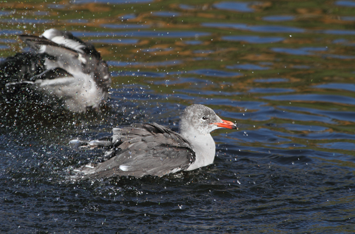 Heerman's Gulls around San Francisco Bay, California (9/23-24/2010). Photo by Bill Hubick.