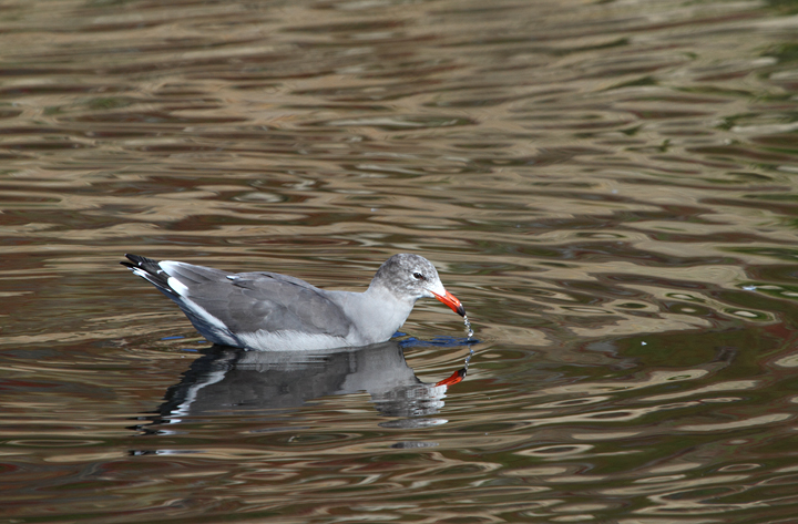 Heerman's Gulls around San Francisco Bay, California (9/23-24/2010). Photo by Bill Hubick.