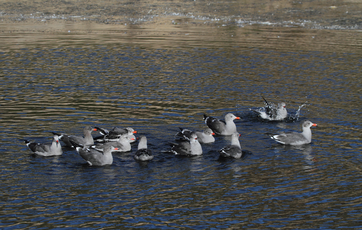 Heerman's Gulls around San Francisco Bay, California (9/23-24/2010). Photo by Bill Hubick.