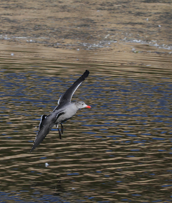 Heerman's Gulls around San Francisco Bay, California (9/23-24/2010). Photo by Bill Hubick.