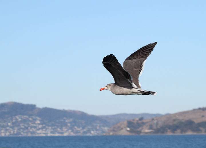 Heerman's Gulls around San Francisco Bay, California (9/23-24/2010). Photo by Bill Hubick.