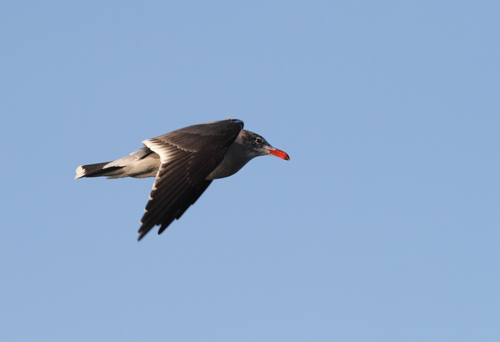 Heerman's Gulls around San Francisco Bay, California (9/23-24/2010). Photo by Bill Hubick.