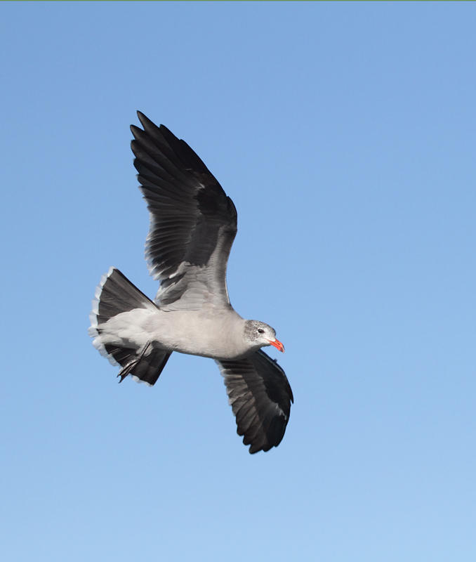 Heerman's Gulls around San Francisco Bay, California (9/23-24/2010). Photo by Bill Hubick.