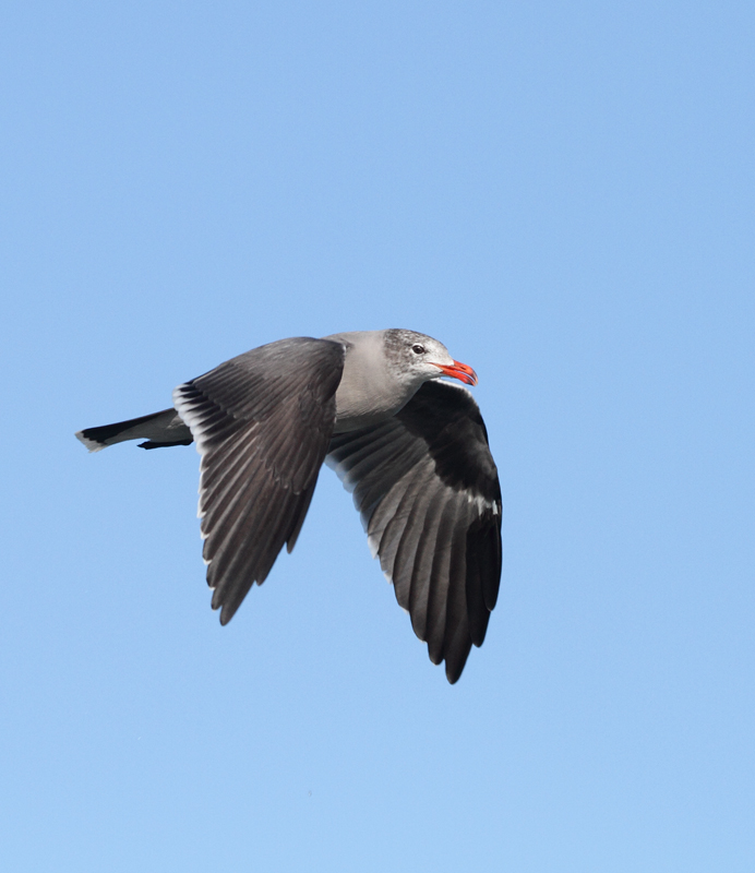 Heerman's Gulls around San Francisco Bay, California (9/23-24/2010). Photo by Bill Hubick.