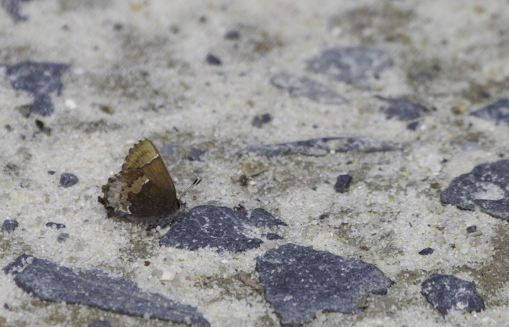 A Henry's Elfin in Wicomico Co., Maryland (4/10/2011). Photo by Bill Hubick.