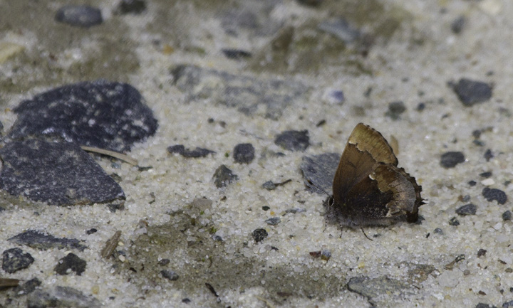 A Henry's Elfin in Wicomico Co., Maryland (4/10/2011). Photo by Bill Hubick.