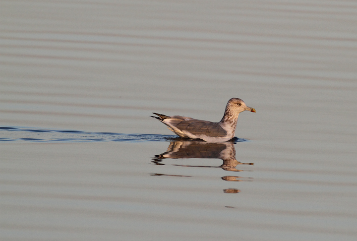 A Herring Gull at sunrise on Assateague Island, Maryland (11/7/2009).