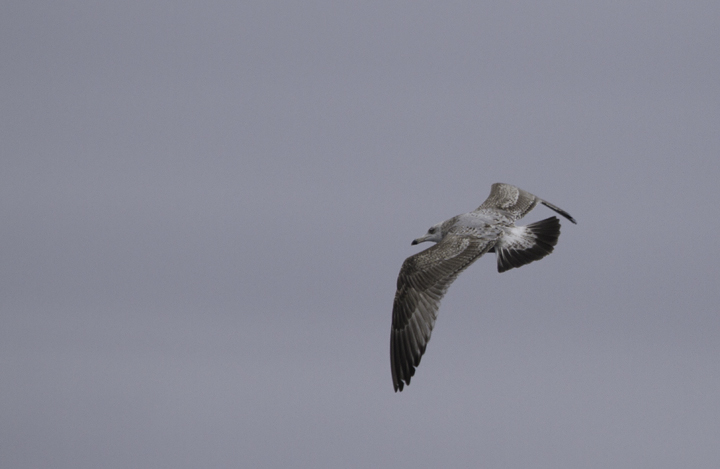 A variety of Herring Gulls far offshore in Maryland waters (2/5/2011). Photo by Bill Hubick.