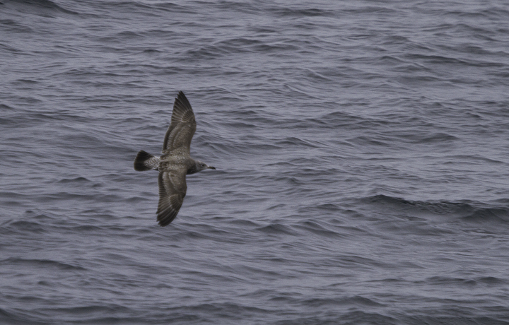 A variety of Herring Gulls far offshore in Maryland waters (2/5/2011). Photo by Bill Hubick.