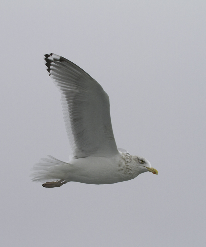 Note the limited black in the primaries below, perhaps suggesting origins in northeastern North America. Photo by Bill Hubick.