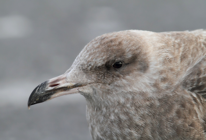 A Herring Gull loafing at the Ocean City Inlet, Maryland (11/11/2010). Photo by Bill Hubick.