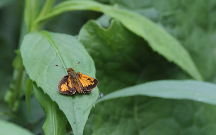 A Hobomok Skipper in Potomac State Forest, Garrett Co., Maryland (5/30/2010). Photo by Bill Hubick.