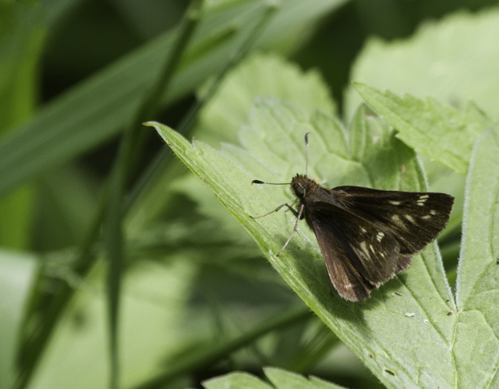 A female Hobomok's Skipper in Garrett Co., Maryland (6/12/2011). Photo by Bill Hubick.