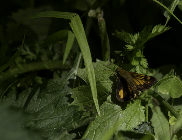 A Hobomok's Skipper near the Youghiogheny River, Maryland (5/22/2011). Photo by Bill Hubick.