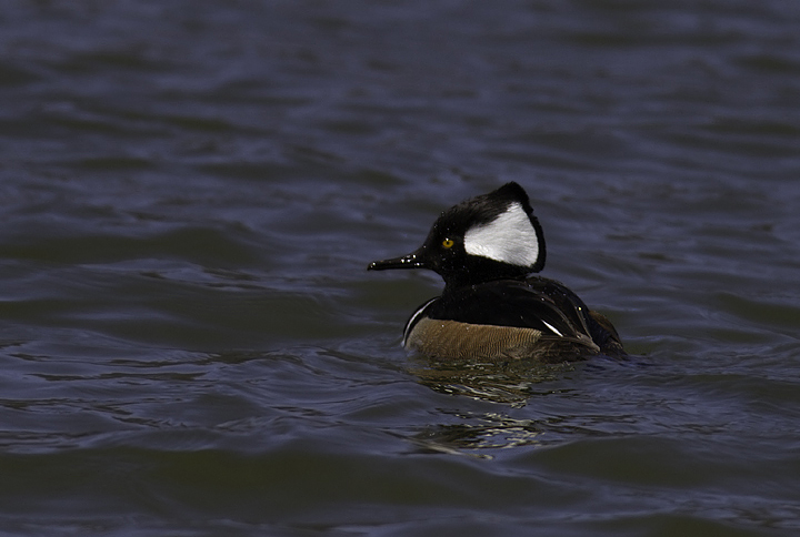 Male and female Hooded Mergansers in Garrett Co., Maryland (3/26/2011). Photo by Bill Hubick.