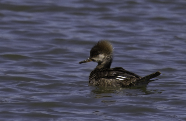 Male and female Hooded Mergansers in Garrett Co., Maryland (3/26/2011). Photo by Bill Hubick.