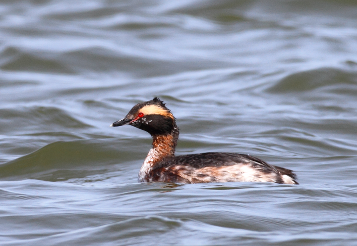 Molting Horned Grebes at Middle Hooper Island, Maryland (3/27/2010). Photo by Bill Hubick.