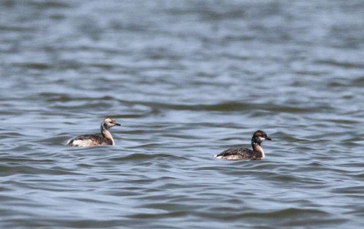 Molting Horned Grebes at Middle Hooper Island, Maryland (3/27/2010). Photo by Bill Hubick.