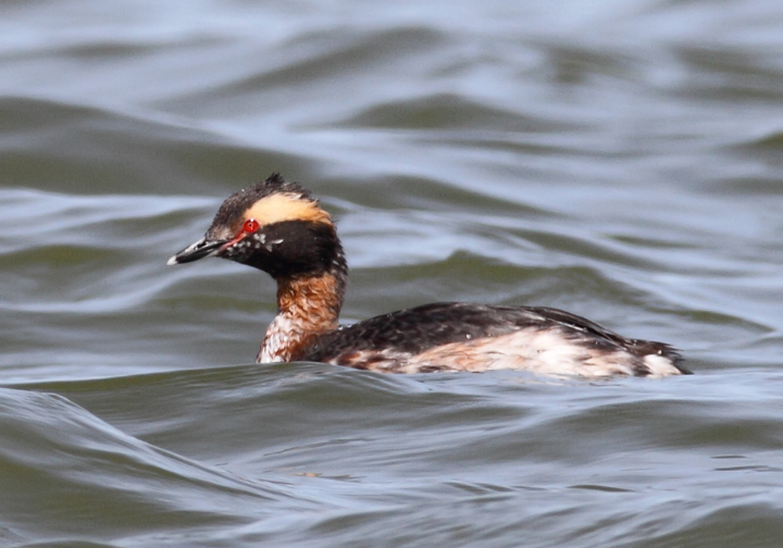 Molting Horned Grebes at Middle Hooper Island, Maryland (3/27/2010). Photo by Bill Hubick.