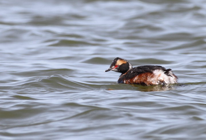 Molting Horned Grebes at Middle Hooper Island, Maryland (3/27/2010). Photo by Bill Hubick.