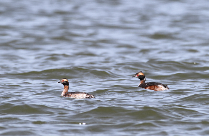 Molting Horned Grebes at Middle Hooper Island, Maryland (3/27/2010). Photo by Bill Hubick.