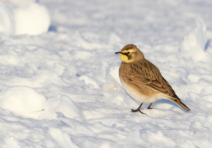 Horned Larks in Caroline Co., Maryland (12/24/2009).