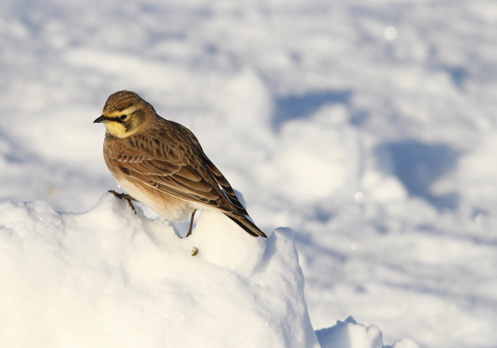 Horned Larks in Caroline Co., Maryland (12/24/2009).