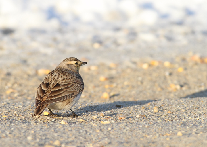 Horned Larks in Caroline Co., Maryland (12/24/2009).