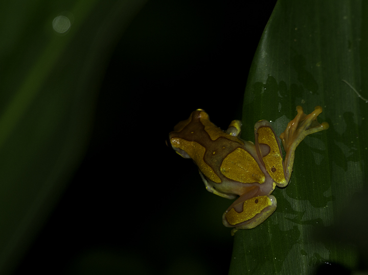 An Hourglass Treefrog (<em>Hyla ebraccata</em>) near El Valle, Panama (7/13/2010). Photo by Bill Hubick.