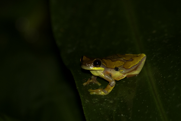 An Hourglass Treefrog (<em>Hyla ebraccata</em>) near El Valle, Panama (7/13/2010). Photo by Bill Hubick.