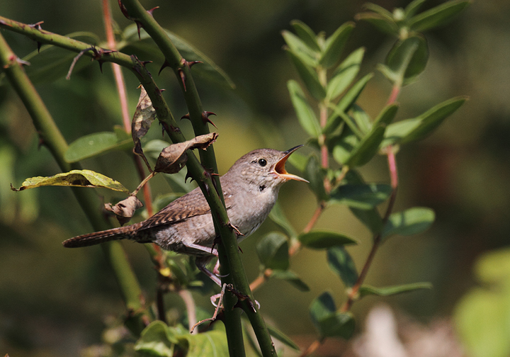 A House Wren at Schooley Mill Park, Howard Co., Maryland (9/19/2010). Photo by Bill Hubick.