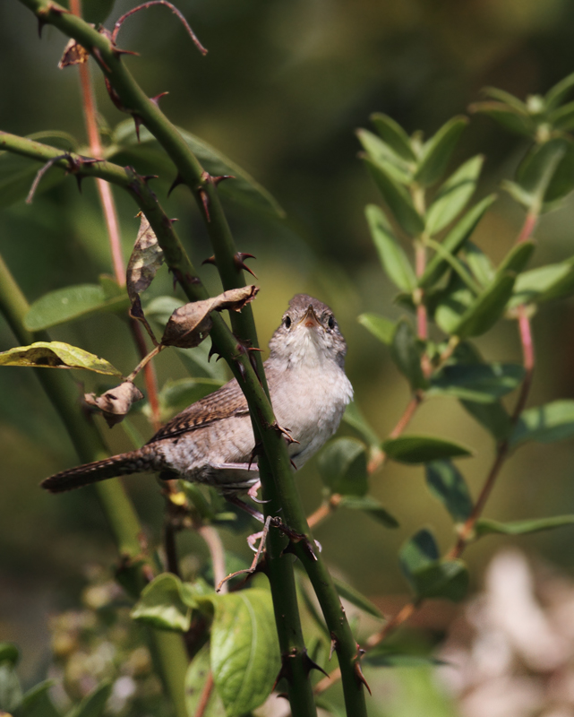 A House Wren at Schooley Mill Park, Howard Co., Maryland (9/19/2010). Photo by Bill Hubick.