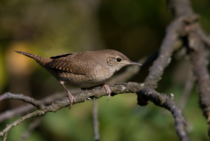 A House Wren investigates intruders at Blairs Valley, Washington Co., Maryland (10/3/2009).