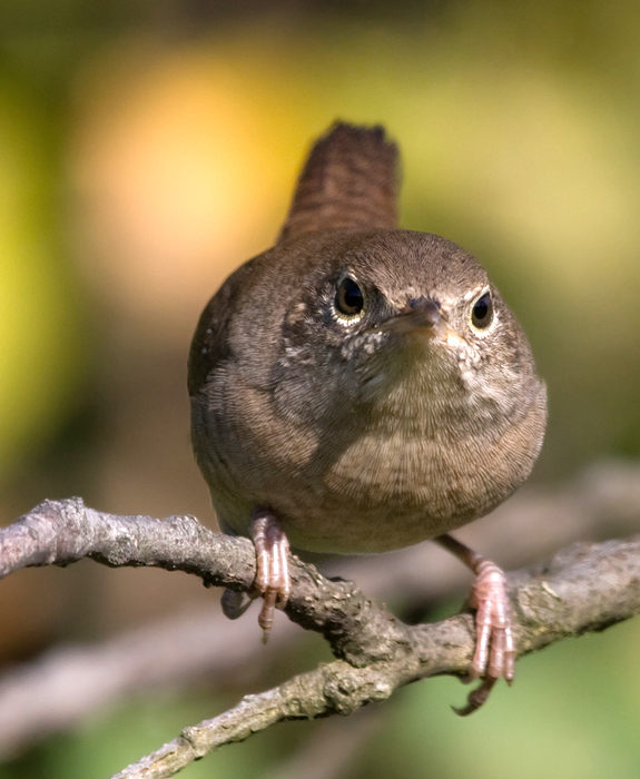 A House Wren investigates intruders at Blairs Valley, Washington Co., Maryland (10/3/2009).