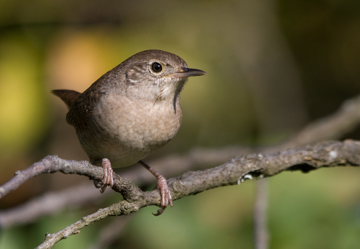 A House Wren investigates intruders at Blairs Valley, Washington Co., Maryland (10/3/2009).