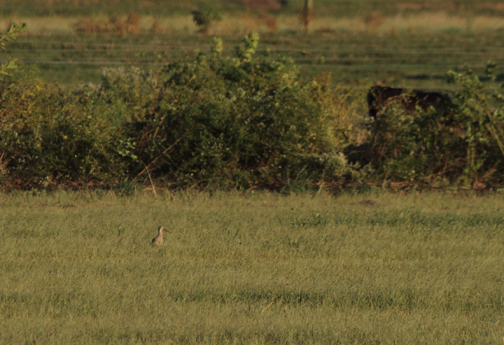 Documentation photos of a Hudsonian Godwit on Kent Island, Maryland. It was found foraging in this upland field habitat by Mark Schilling. In the flight photo, note the black wing linings, which confirm Hudsonian and eliminate vagrant Black-tailed Godwit. Photo by Bill Hubick.