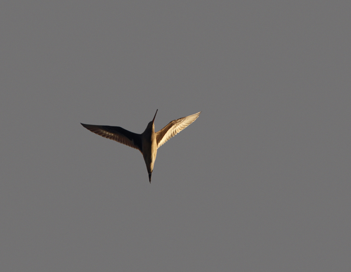 Documentation photos of a Hudsonian Godwit on Kent Island, Maryland. It was found foraging in this upland field habitat by Mark Schilling. In the flight photo, note the black wing linings, which confirm Hudsonian and eliminate vagrant Black-tailed Godwit. Photo by Bill Hubick.