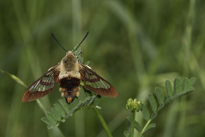 A rare opportunity to study a perched Hummingbird Clearwing (moth) - Washington Co., Maryland (6/4/2011). Photo by Bill Hubick.